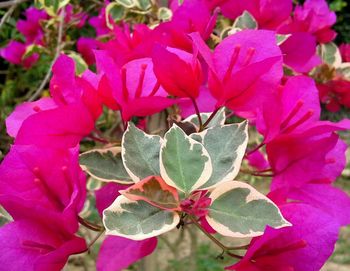 Close-up of pink flowers