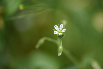Close-up of flowering plant
