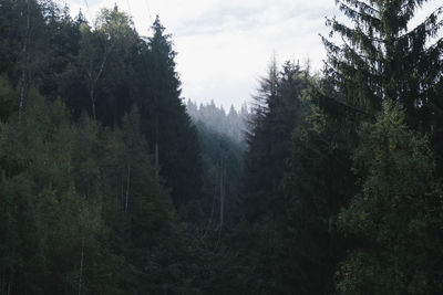 Pine trees in forest against sky