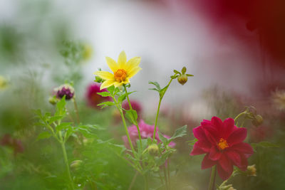 Close-up of pink flowering plants on field