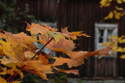 Close-up of leaves on branch