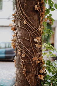 Close-up of tree trunk