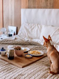 Dog looking  at breakfast serve at bed 