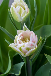 Close-up of pink rose flower