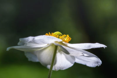 Close-up of white flowering plant