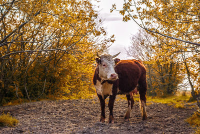 Cow in forest