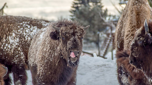 Close-up of horse in water