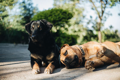 Close-up of dogs resting at park