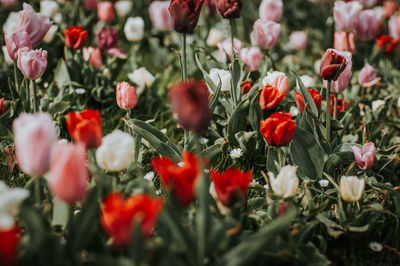 Close-up of red and white flowering tulips