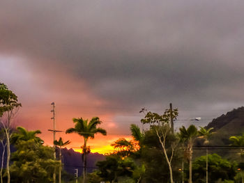 Palm trees against sky at sunset