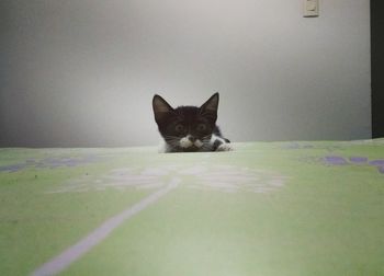 Portrait of cat relaxing at home