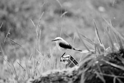 Bird perching on plant in field