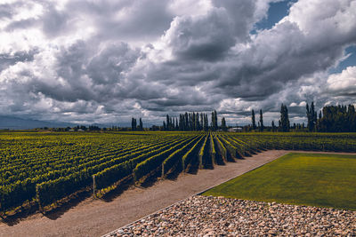 Scenic view of agricultural field against sky