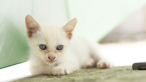 Portrait of white cat