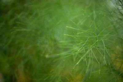 Full frame shot of green plants