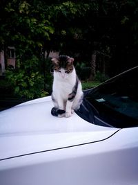 Cat sitting on a car