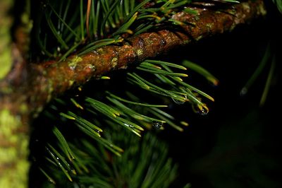 Close-up of fresh green plant