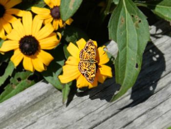 High angle view of yellow flowers on wood