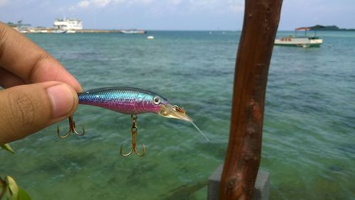 Person holding a fish in a sea