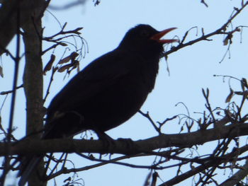 Low angle view of silhouette bird perching on branch