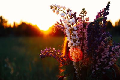 Close-up of flowering plant against sky during sunset