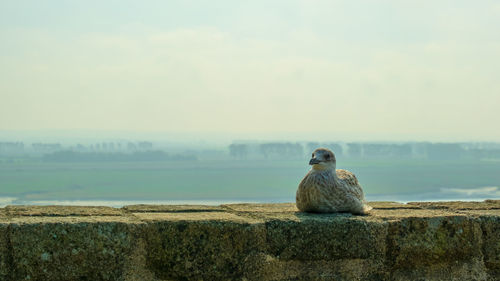 Man sitting on rock by sea against sky