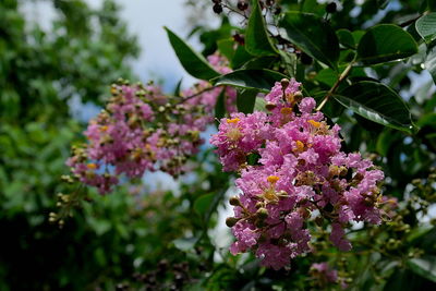 Close-up of pink flowers blooming outdoors