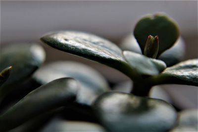 Close-up of succulent plant