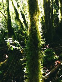 Close-up of fresh green plants in forest