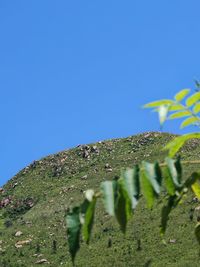 plant