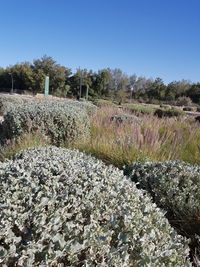 Plants growing on landscape against clear sky