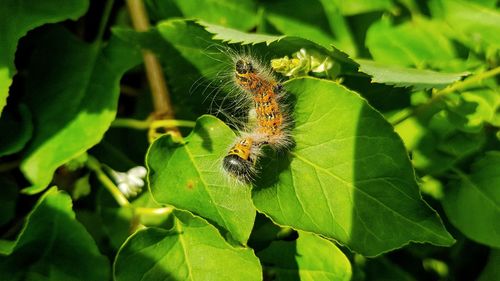 Close-up of insect on leaf