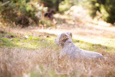 View of a dog on field