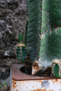 Close-up of succulent plant