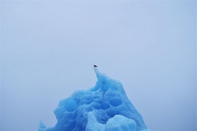 Close-up of bird on snow against clear blue sky