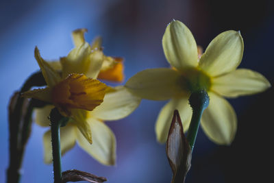Close-up of yellow flowers