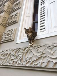 Low angle view of a cat sitting against building