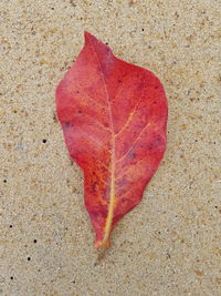 High angle view of maple leaf fallen on water