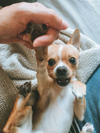 High angle view of small dog at home giving five 