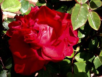 Close-up of red rose