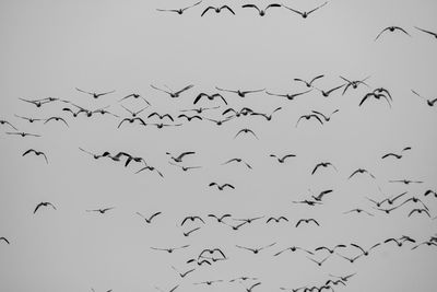 Low angle view of birds flying in the sky