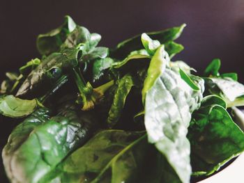 Close-up of green leaf