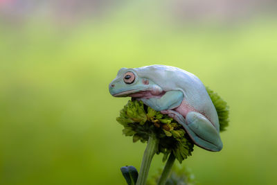 Close-up of frog on plant