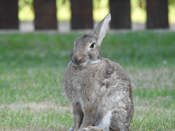 Rabbit on grassy field