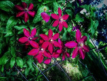 Close-up of pink flowers