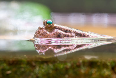 Close up of an atlantic mudskipper 