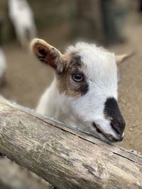 animal themes