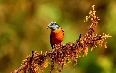 Close-up of bird perching on branch