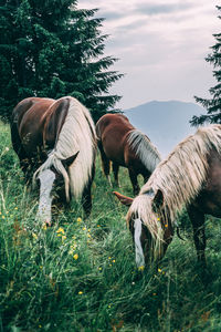 Horses grazing in a field