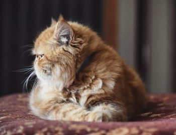 Close-up of cat sitting on floor